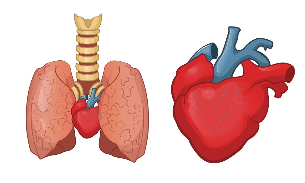 Легочное сердце картинки
