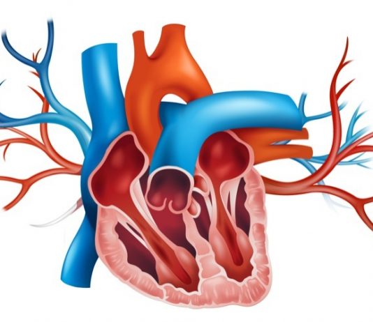 Стеноз митрального клапана: как проявляется, можно ли вылечить