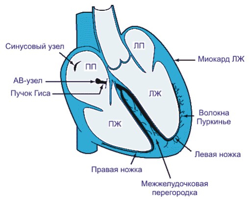 Проводящая система сердца рисунок