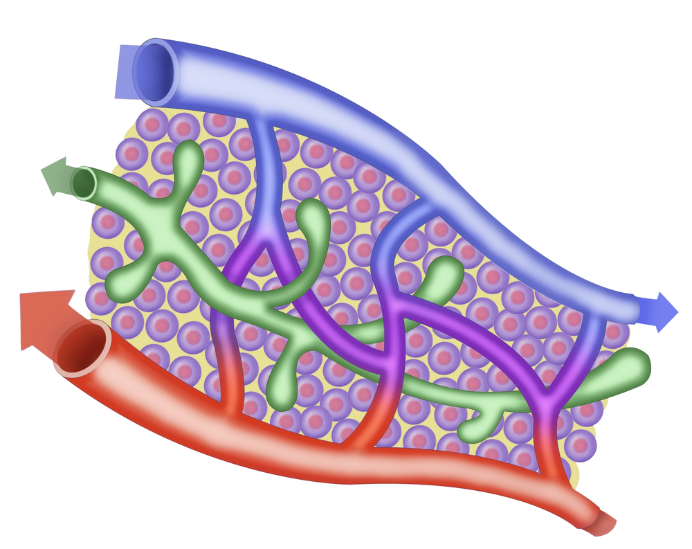 Лимфатический сосуд рисунок