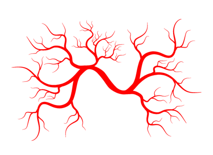 Сосуды матери рисунок